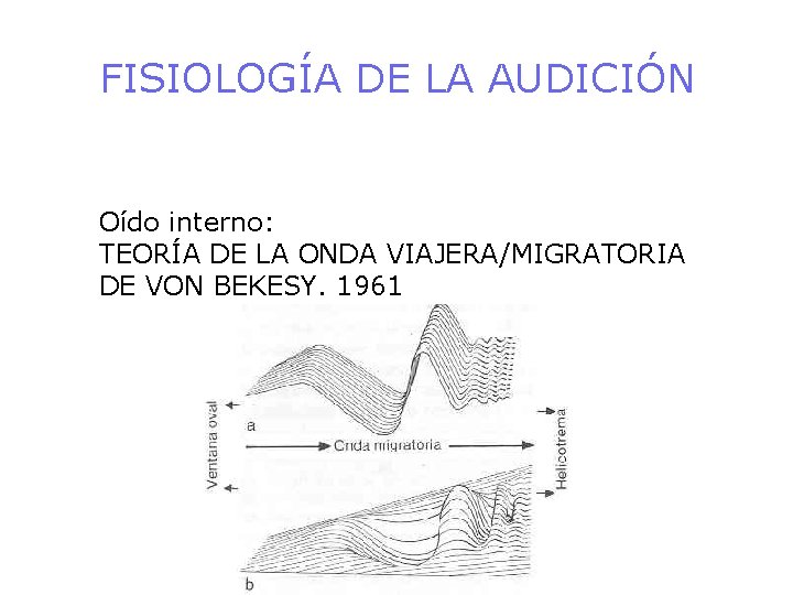 FISIOLOGÍA DE LA AUDICIÓN Oído interno: TEORÍA DE LA ONDA VIAJERA/MIGRATORIA DE VON BEKESY.
