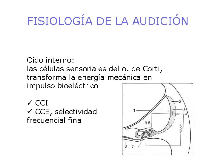 FISIOLOGÍA DE LA AUDICIÓN Oído interno: las células sensoriales del o. de Corti, transforma