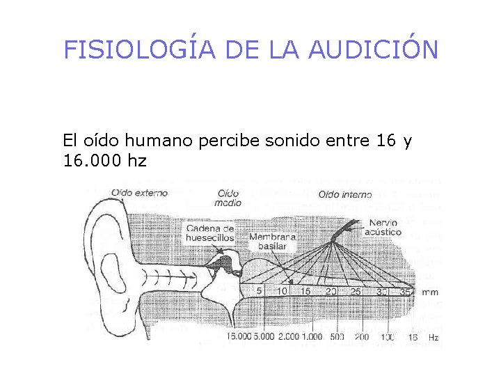 FISIOLOGÍA DE LA AUDICIÓN El oído humano percibe sonido entre 16 y 16. 000