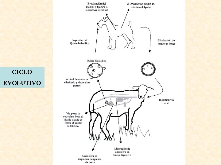 CICLO EVOLUTIVO 