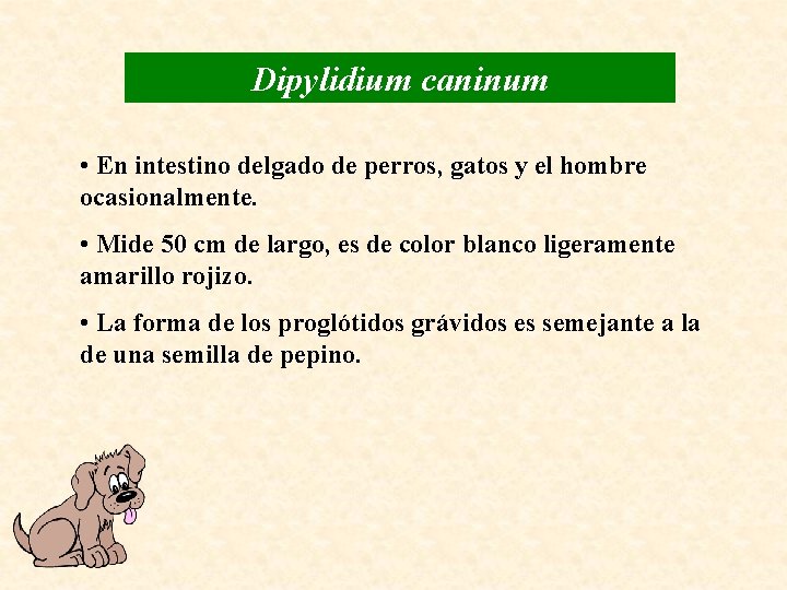 Dipylidium caninum • En intestino delgado de perros, gatos y el hombre ocasionalmente. •