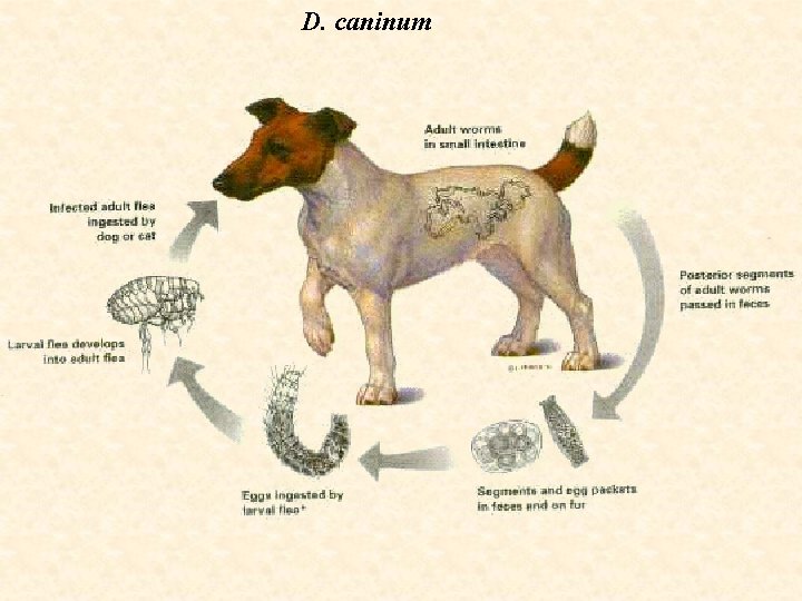 D. caninum 