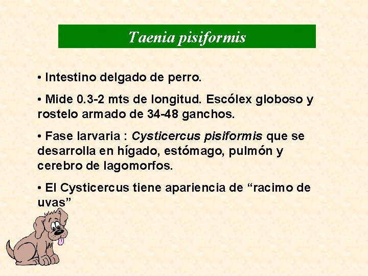 Taenia pisiformis • Intestino delgado de perro. • Mide 0. 3 -2 mts de