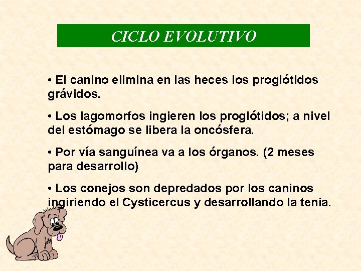 CICLO EVOLUTIVO • El canino elimina en las heces los proglótidos grávidos. • Los