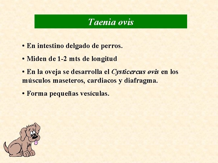 Taenia ovis • En intestino delgado de perros. • Miden de 1 -2 mts
