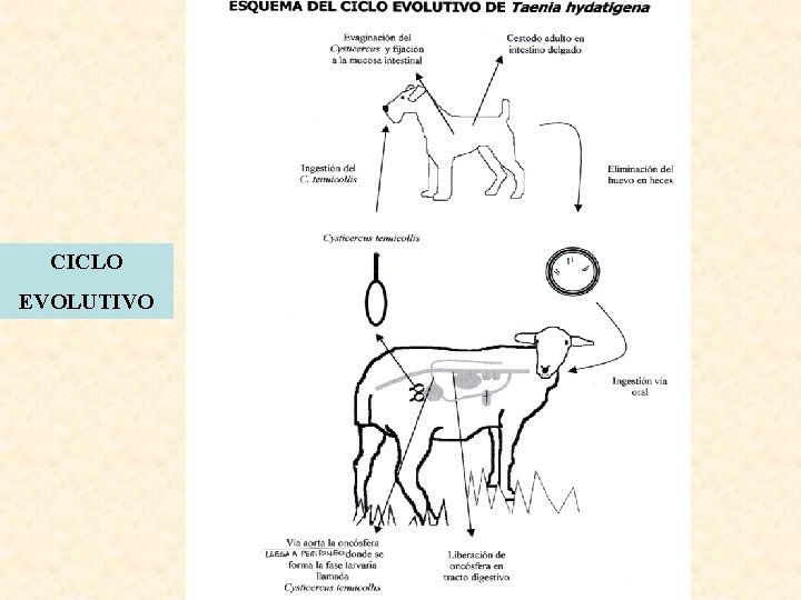 CICLO EVOLUTIVO 