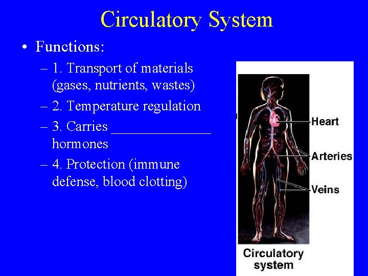 Circulatory System • Functions: – 1. Transport of materials (gases, nutrients, wastes) – 2.