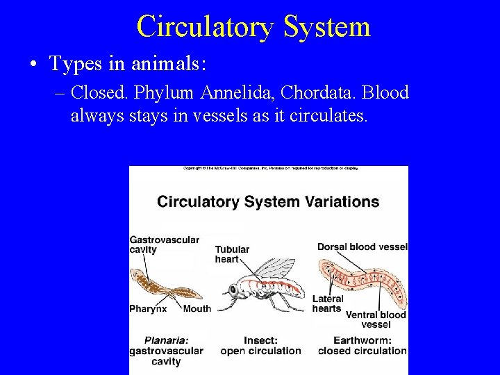 Circulatory System • Types in animals: – Closed. Phylum Annelida, Chordata. Blood always stays