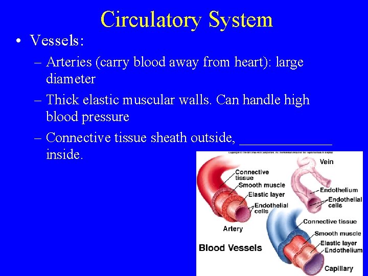  • Vessels: Circulatory System – Arteries (carry blood away from heart): large diameter