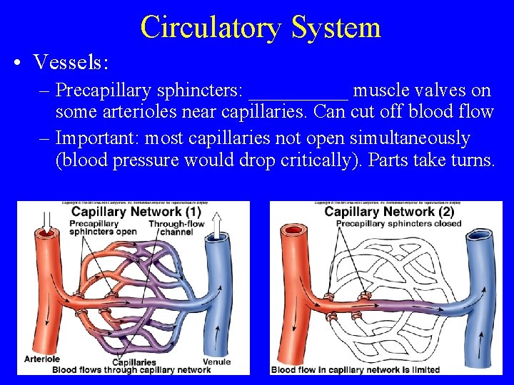 Circulatory System • Vessels: – Precapillary sphincters: _____ muscle valves on some arterioles near