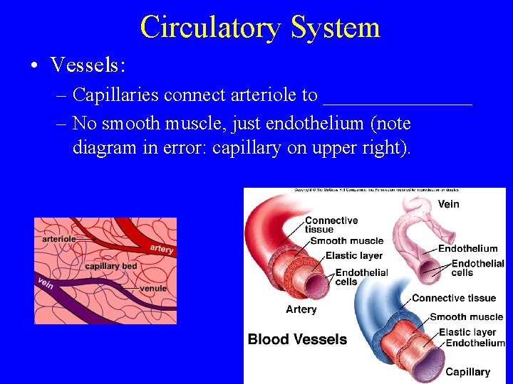 Circulatory System • Vessels: – Capillaries connect arteriole to ________ – No smooth muscle,