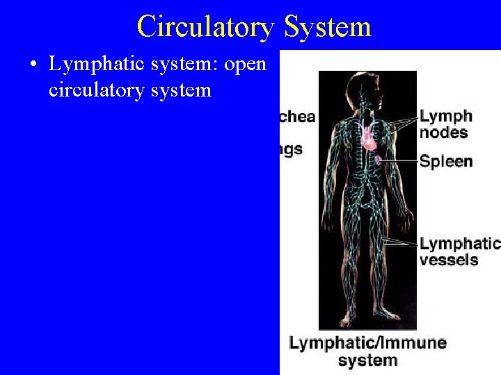 Circulatory System • Lymphatic system: open circulatory system 