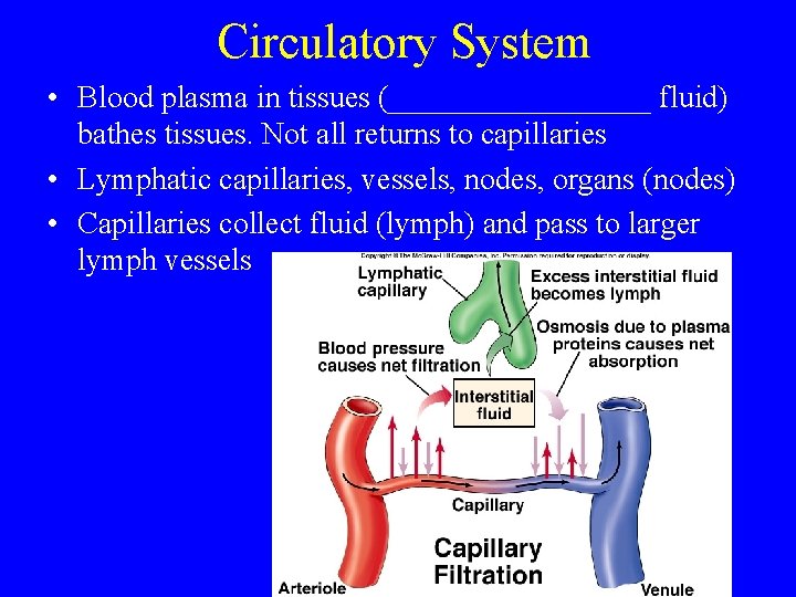 Circulatory System • Blood plasma in tissues (_________ fluid) bathes tissues. Not all returns
