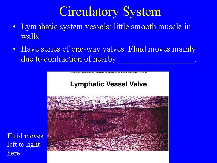 Circulatory System • Lymphatic system vessels: little smooth muscle in walls • Have series