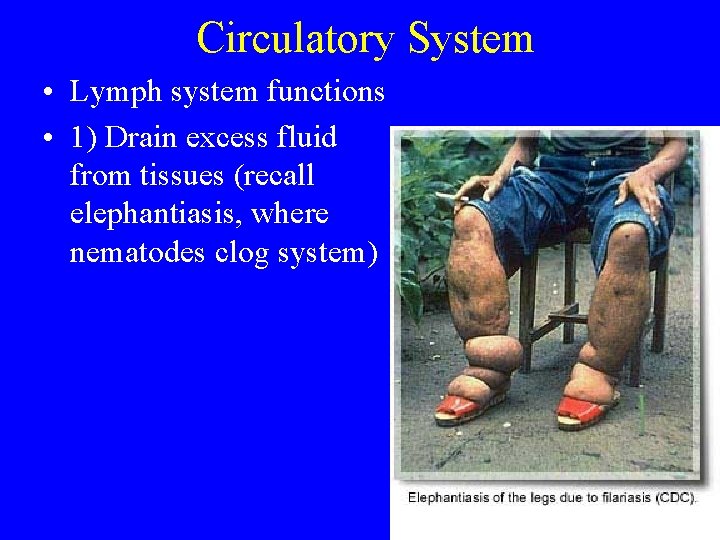 Circulatory System • Lymph system functions • 1) Drain excess fluid from tissues (recall