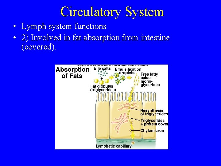 Circulatory System • Lymph system functions • 2) Involved in fat absorption from intestine
