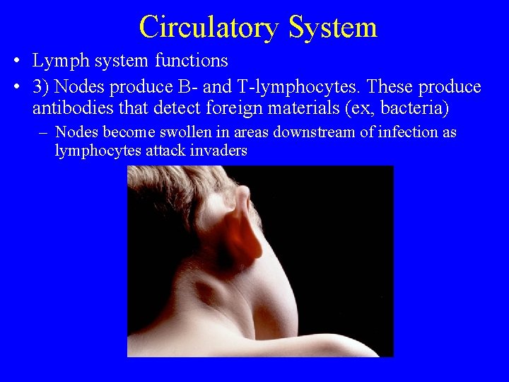 Circulatory System • Lymph system functions • 3) Nodes produce B- and T-lymphocytes. These