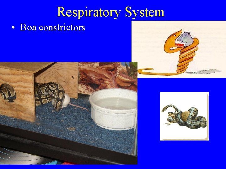 Respiratory System • Boa constrictors 