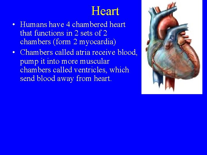 Heart • Humans have 4 chambered heart that functions in 2 sets of 2