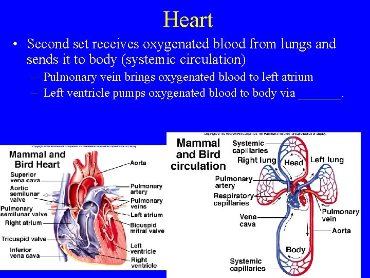 Heart • Second set receives oxygenated blood from lungs and sends it to body