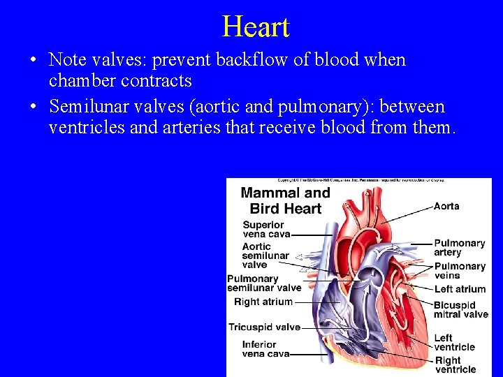 Heart • Note valves: prevent backflow of blood when chamber contracts • Semilunar valves