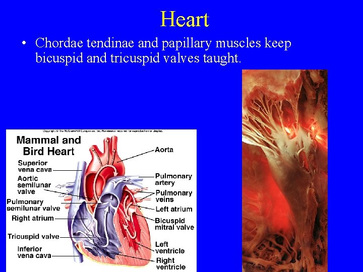 Heart • Chordae tendinae and papillary muscles keep bicuspid and tricuspid valves taught. 