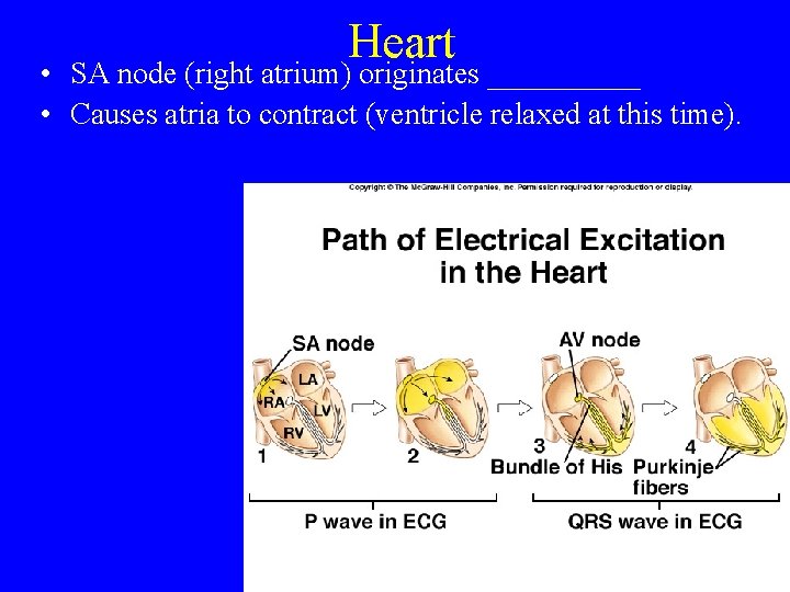 Heart • SA node (right atrium) originates _____ • Causes atria to contract (ventricle