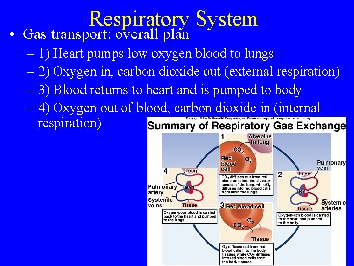 Respiratory System • Gas transport: overall plan – 1) Heart pumps low oxygen blood