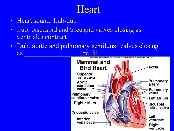 Heart • Heart sound: Lub-dub • Lub: biscuspid and tricuspid valves closing as ventricles