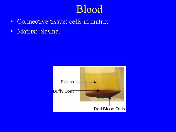 Blood • Connective tissue: cells in matrix • Matrix: plasma. 