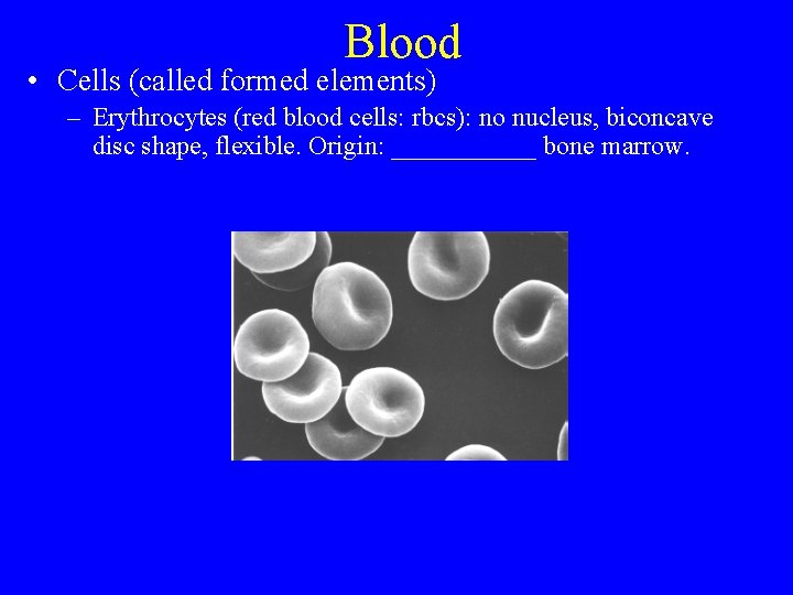 Blood • Cells (called formed elements) – Erythrocytes (red blood cells: rbcs): no nucleus,