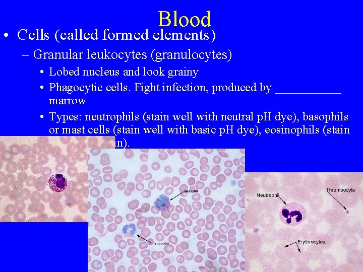 Blood • Cells (called formed elements) – Granular leukocytes (granulocytes) • Lobed nucleus and