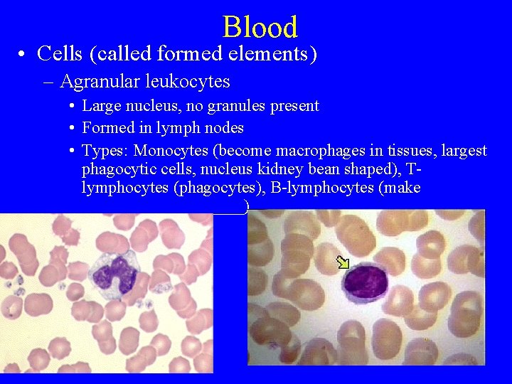 Blood • Cells (called formed elements) – Agranular leukocytes • Large nucleus, no granules
