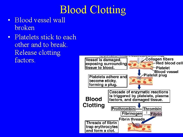 Blood Clotting • Blood vessel wall broken • Platelets stick to each other and