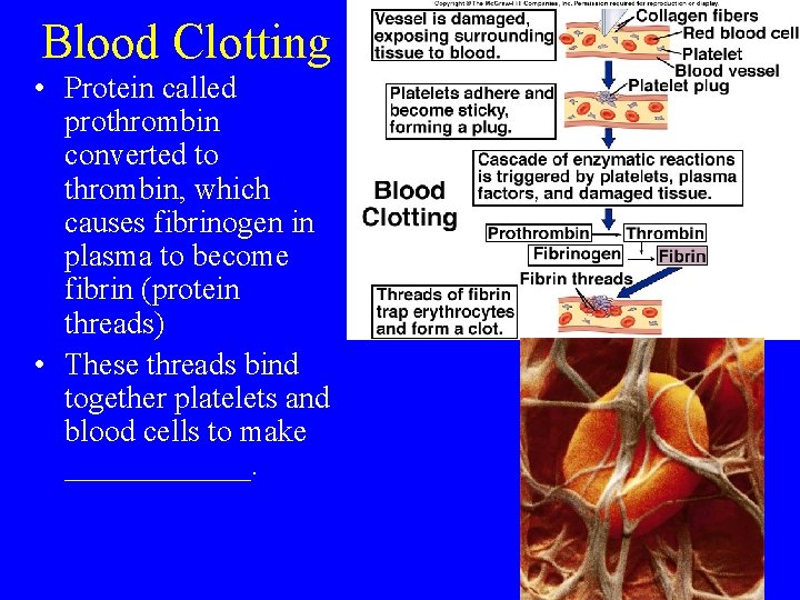 Blood Clotting • Protein called prothrombin converted to thrombin, which causes fibrinogen in plasma