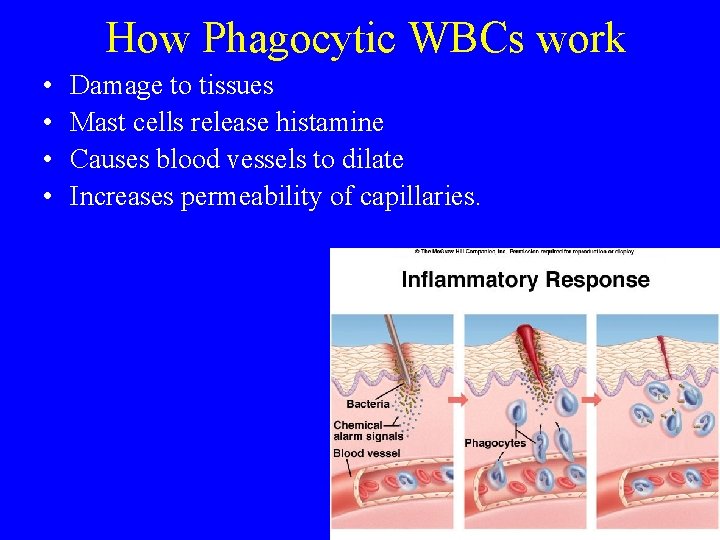 How Phagocytic WBCs work • • Damage to tissues Mast cells release histamine Causes