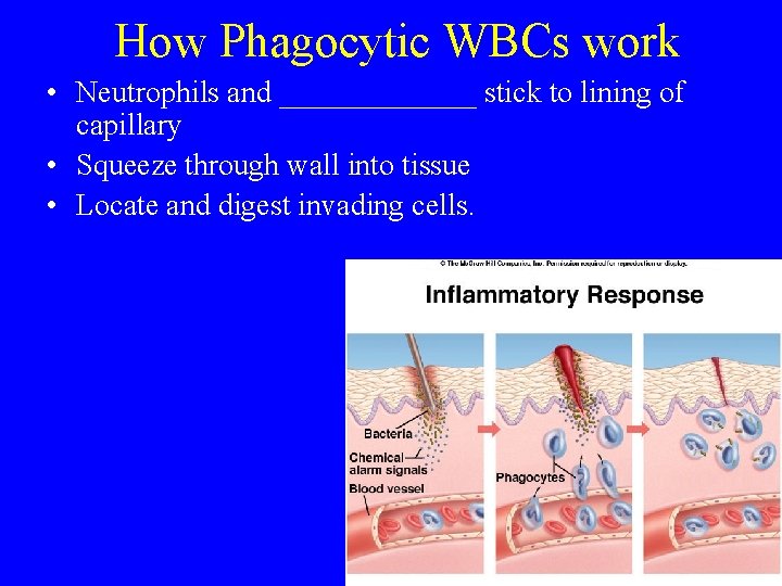 How Phagocytic WBCs work • Neutrophils and _______ stick to lining of capillary •