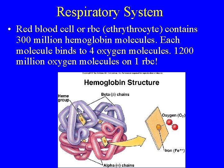 Respiratory System • Red blood cell or rbc (ethrythrocyte) contains 300 million hemoglobin molecules.