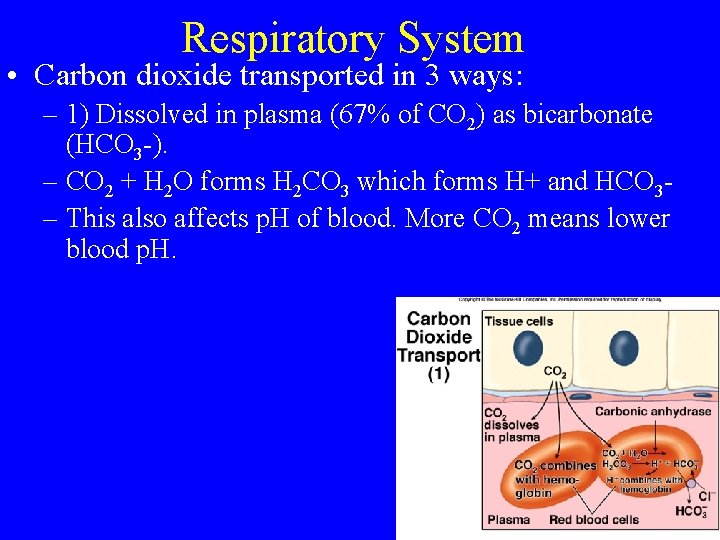 Respiratory System • Carbon dioxide transported in 3 ways: – 1) Dissolved in plasma