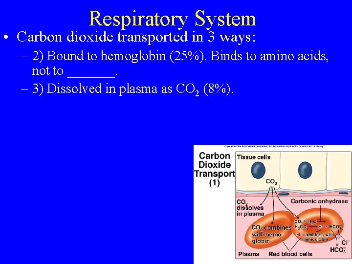 Respiratory System • Carbon dioxide transported in 3 ways: – 2) Bound to hemoglobin
