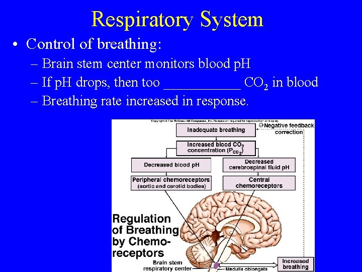 Respiratory System • Control of breathing: – Brain stem center monitors blood p. H