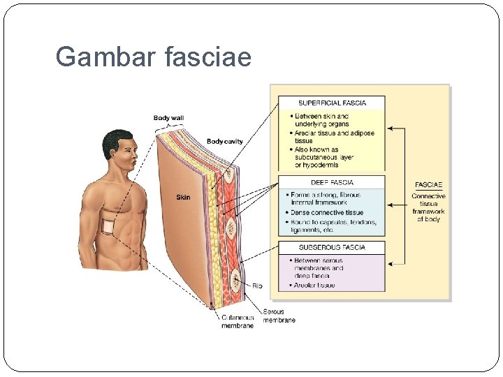 Gambar fasciae 