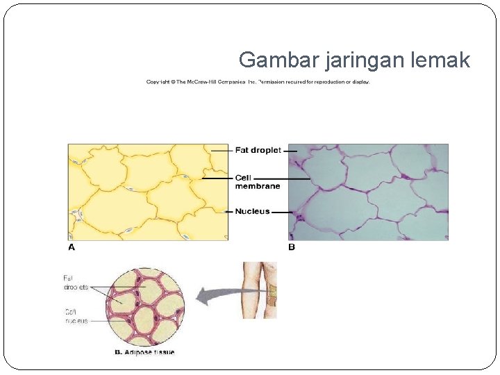 Gambar jaringan lemak 