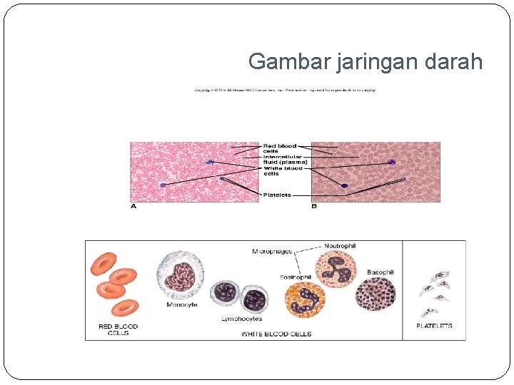 Gambar jaringan darah 