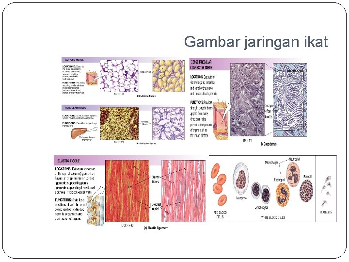 Gambar jaringan ikat 