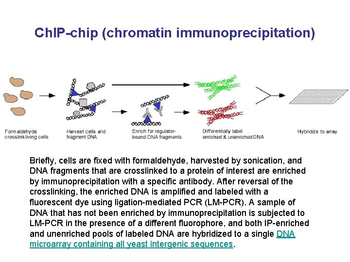 Ch. IP-chip (chromatin immunoprecipitation) Briefly, cells are fixed with formaldehyde, harvested by sonication, and