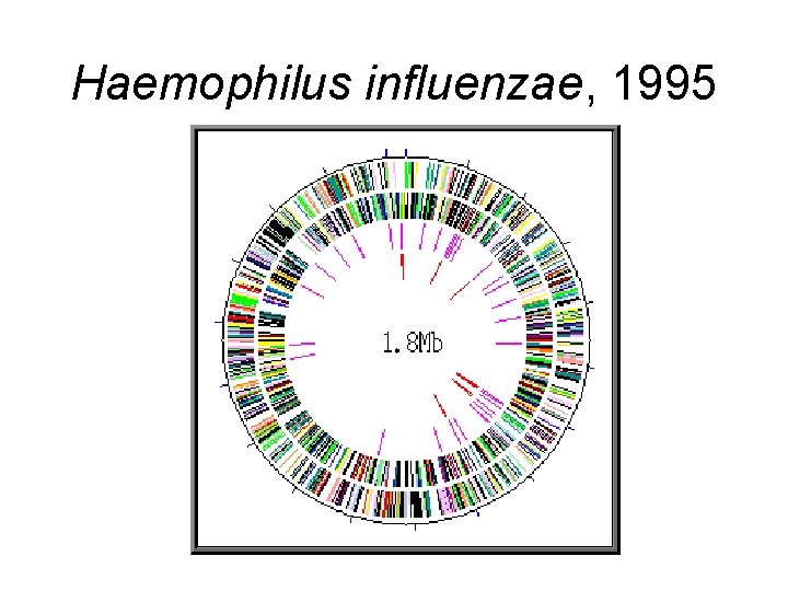 Haemophilus influenzae, 1995 