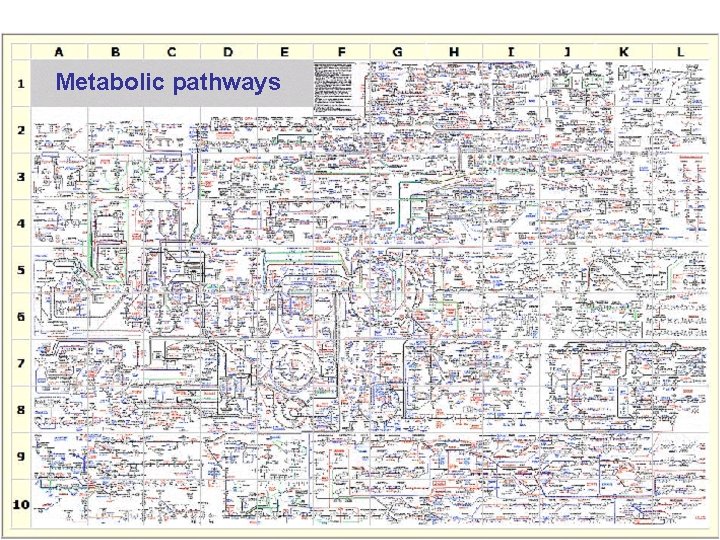 Metabolic pathways 