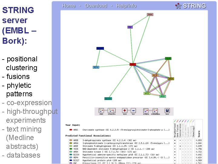 STRING server (EMBL – Bork): - positional clustering - fusions - phyletic patterns -