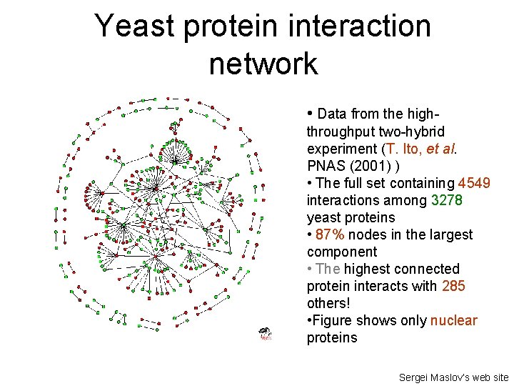 Yeast protein interaction network • Data from the highthroughput two-hybrid experiment (T. Ito, et